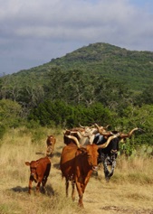 Texas Longhorn steer and cow
